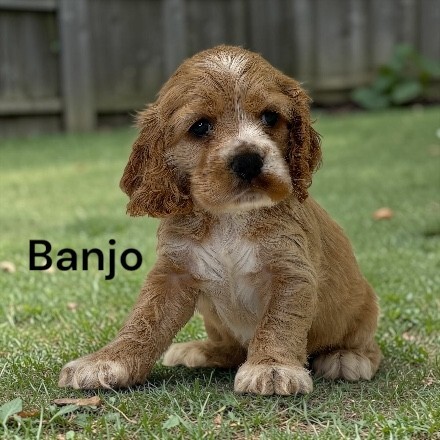 puppy, for, sale, Cocker Spaniel, Joe & Cherri  Overlease, dog, breeder, Miller, MO, dog-breeder, puppy-for-sale, forsale, nearby, find, puppyfind, locator, puppylocator, aca